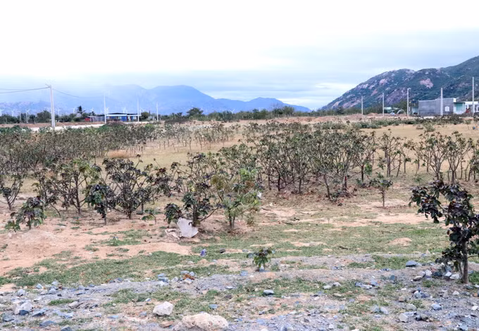 potal-sap-xep-on-dinh-dan-cu-cho-dong-bao-dan-toc-thieu-so-va-mien-nui-ninh-thuan-7849987.jpg