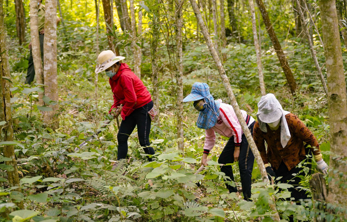 Người dân xã Quài Cang (huyện Tuần Giáo) tham gia phát dọn thực bì phòng cháy rừng trong mùa hanh khô. Ảnh: Xuân Tư - TTXVN Người dân xã Quài Cang (huyện Tuần Giáo) tham gia phát dọn thực bì phòng cháy rừng trong mùa hanh khô. Ảnh: Xuân Tư - TTXVN