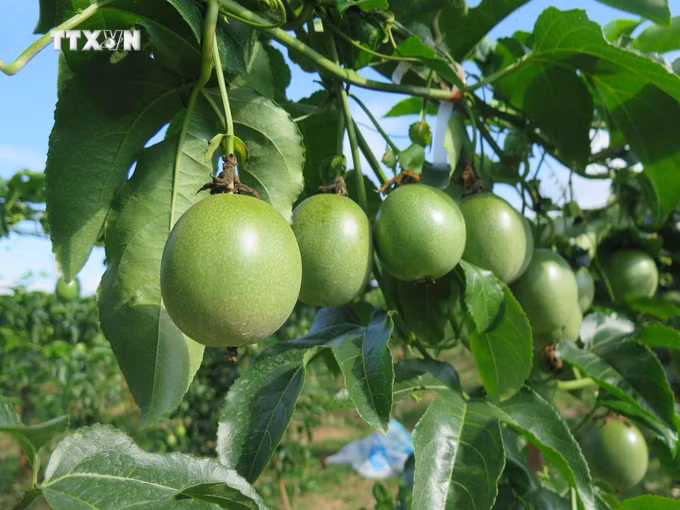 vna_potal_kon_tum_can_co_dau_ra_de_phat_trien_dien_tich_chanh_day__7716587 (1).jpg