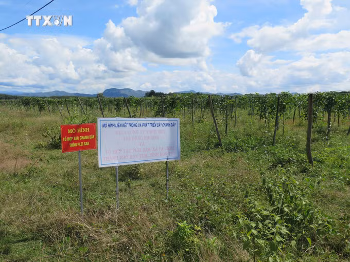 vna_potal_kon_tum_can_co_dau_ra_de_phat_trien_dien_tich_chanh_day__7716528.jpg