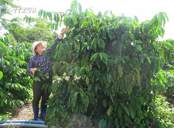 Nhờ nguồn vốn tín dụng chính sách, chị Y Pa Ri (thôn Đăk Vang, xã Sa Loong, huyện Ngọc Hồi, tỉnh Kon Tum) đã có được 3 ha cao su, 2,4 ha cà phê, 2 ha sắn, sau khi trừ hết chi phí, gia đình chị thu nhập từ 170 – 180 triệu đồng mỗi năm. Ảnh: Dư Toán – TTXVN. vna_potal_nguon_von_tin_dung_giup_dong_bao_dan_toc_thieu_so_kon_tum_thoat_ngheo_6798180.jpg