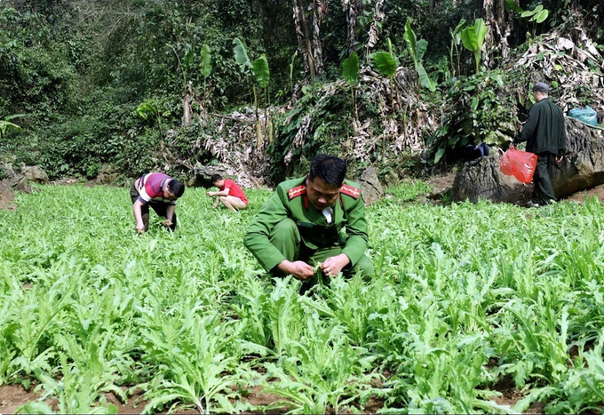 Diện tích cây thuốc phiện trồng trái phép bị Công an tỉnh Lạng Sơn phát hiện, phá nhổ để tiêu hủy. (Ảnh: TTXVN phát) Ảnh chụp màn hình 2024-02-24 055959.png