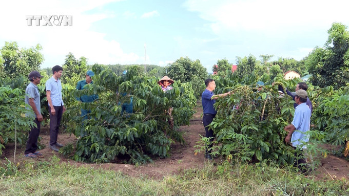 Người dân tộc thiểu số trên địa bàn huyện Sa Thầy (Kon Tum) chuyển đổi cơ cấu cây trồng sang trồng cà phê mang lại hiệu quả kinh tế. Ảnh: Khoa Chương - TTXVN vna_potal_vung_dan_toc_thieu_so_tai_kon_tum_vuon_minh_khoi_sac_7376656.jpg