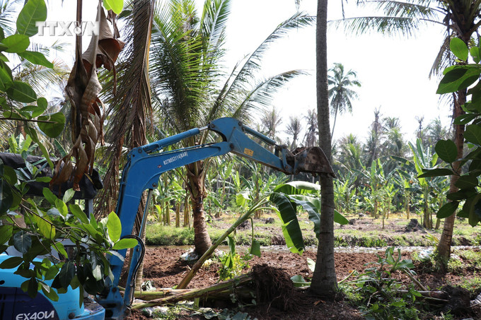 Máy đào phá bỏ những cây dừa lâu năm bị sâu đầu đen phá hại, không có khả năng phục hồi. Ảnh: Hữu Chí - TTXVN vna_potal_tien_giang_no_luc_khong_che_sau_dau_den_bao_ve_vuon_dua__7653752.jpg