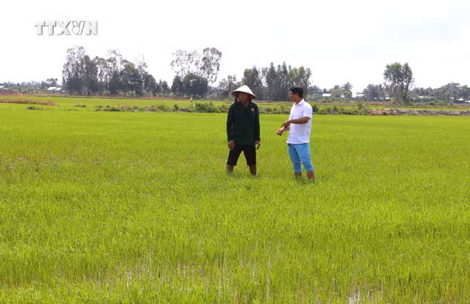 vna_potal_soc_trang_tang_cuong_giai_phap_xuong_giong_vu_lua_he_thu_2024_7327762.jpg