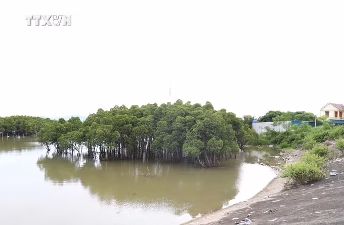 vna_potal_nghe_an_loi_ich_kep_tu_“vanh_dai”_bao_ve_cua_rung_ngap_man_doi_voi_cac_xa_ven_bien_6983258 (1).jpg