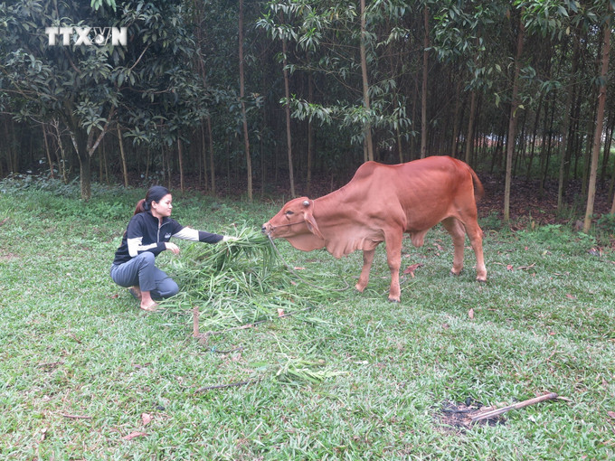 Chị Hoàng Thị Thắm, là hộ cận nghèo của xóm Đồng Bầu, xã Tân Thành, huyện Phú Bình phấn khởi khi nhận được bò. Ảnh: Thu Hằng-TTXVN vna_potal_hieu_qua_tu_giam_ngheo_o_huyen_phu_binh_thai_nguyen__7280194.jpg