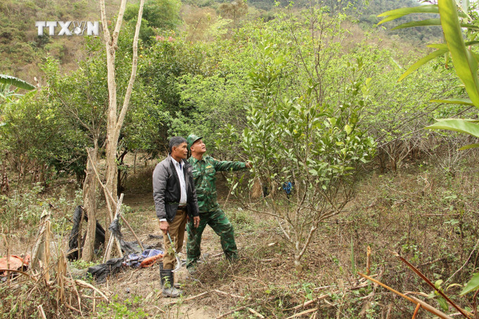 Già làng Hoa Phò Ngành tại bản Xốp Lau, xã Mường Ải (Kỳ Sơn, Nghệ An) đã thành công với mô hình VAC, hỗ trợ cây, con giống cho các gia đình có hoàn cảnh khó khăn ở địa phương để phát triển kinh tế. Ảnh: Văn Tý - TTXVN vna_potal_nhung_“tru_cot”_trong_cong_tac_tuyen_truyen_phat_trien_kinh_te_an_ninh_vung_bien_nghe_an_7397977.jpg