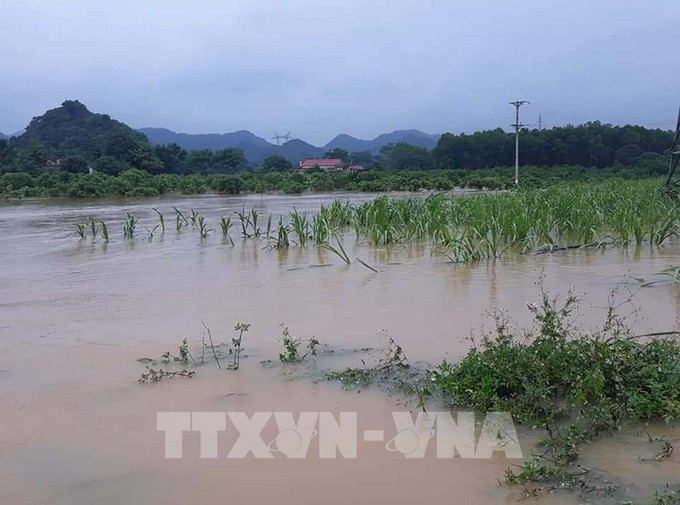 Hiện khu vực Trung du và Đồng bằng Bắc Bộ có 44.541 ha diện tích cây trồng bị ngập úng. Ảnh: TTXVN phát 110954-thanh-hoa-mua-bao-gay-ngap-ung-nhieu-nha-dan-va-rau-mau-o-huyen-mien-nui-thach-thanh.jpg