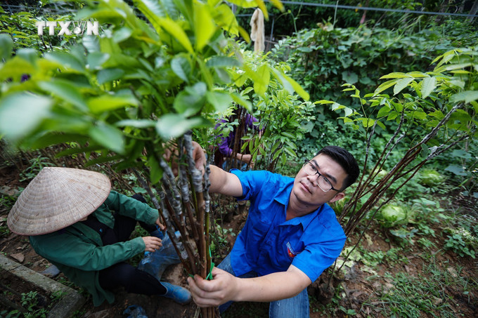 Anh Bùi Văn Tường kiểm tra cây giống. Ảnh: Trọng Đạt - TTXVN vna_potal_chang_trai_xu_muong_lam_giau_tren_manh_dat_que_huong_7335065.jpg