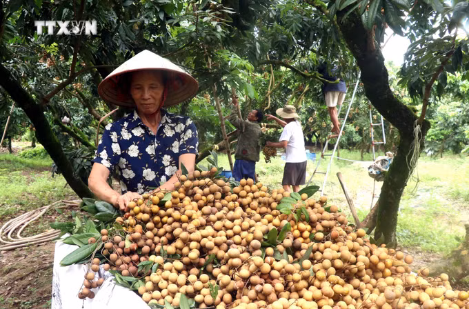 vna_potal_hung_yen_vao_vu_thu_hoach_nhan_7516710.jpg