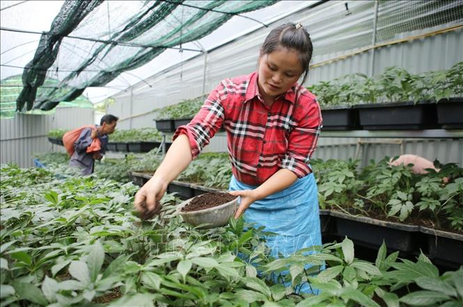 Phát triển vùng dược liệu trên địa bàn tỉnh Lai Châu. Ảnh minh họa: Quý Trung/TTXVN duoc-lieu-10424d.jpg