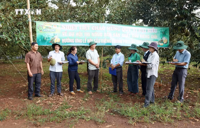vna_potal_dak_lak_san_sang_cho_le_hoi_sau_rieng_huyen_krong_pac_lan_thu_2_nam_2024_anh_kem_bai_7551646.jpg