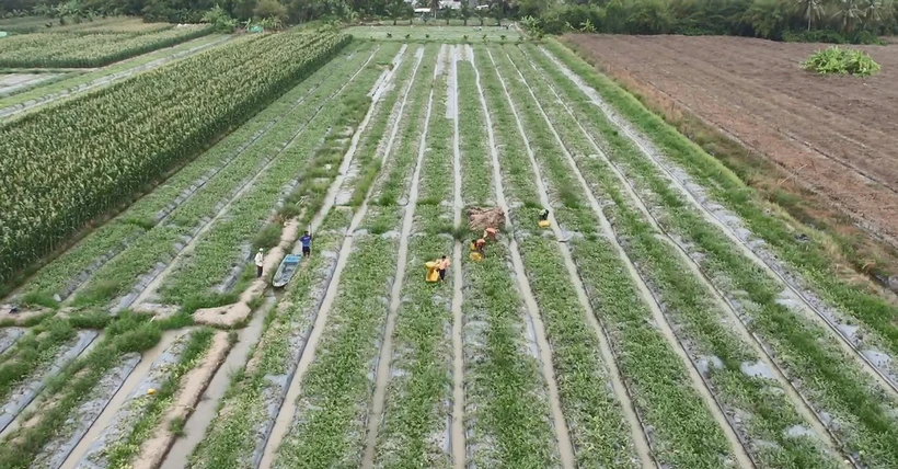 Nông thôn mới 2026 - 2035: Hiện đại, xanh và bao trùm
