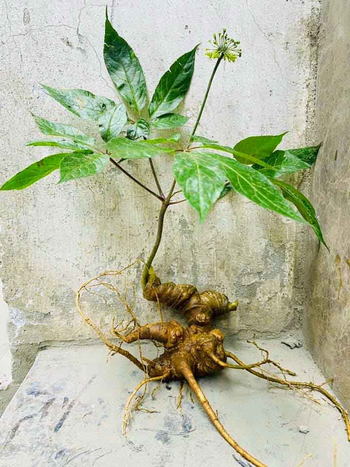 Bảo tồn nguồn gene dược liệu để xóa nghèo bền vững