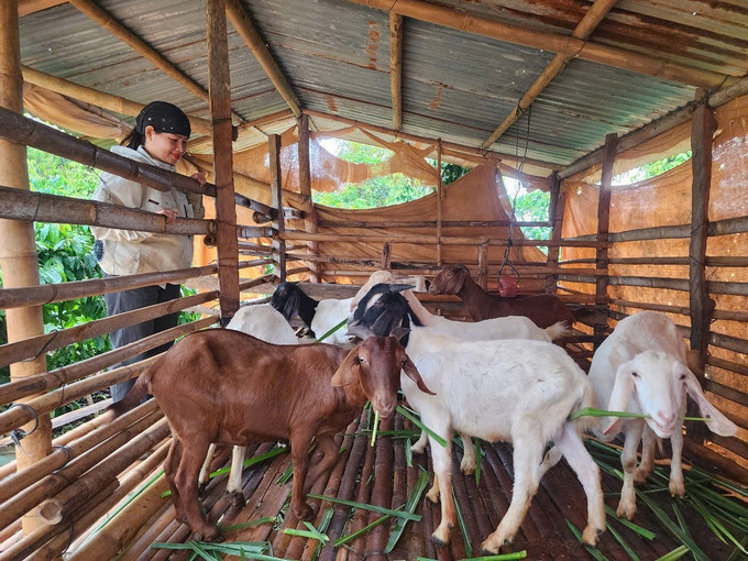 Niềm vui từ đàn dê đang phát triển khỏe mạnh, sinh sản nhanh của chị H’Yong, dân tộc M’nông, buôn R’Long Phe, xã Quảng Sơn 02.jpg