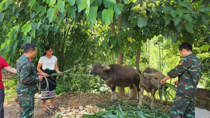 Ngay sau khi Nghị quyết ban hành, huyện đã tập trung chỉ đạo quyết liệt, đồng bộ, cả hệ thống chính trị vào cuộc để tuyên truyền, vận động bà con thực hiện các chính sách ưu tiên phát triển nông – lâm nghiệp, phát triển chăn nuôi. Ảnh: TTXVN phát potal-thanh-hoa-cu-hich-giup-huyen-vung-cao-bien-gioi-muong-lat-vuon-len-thoat-ngheo-7827685.jpg