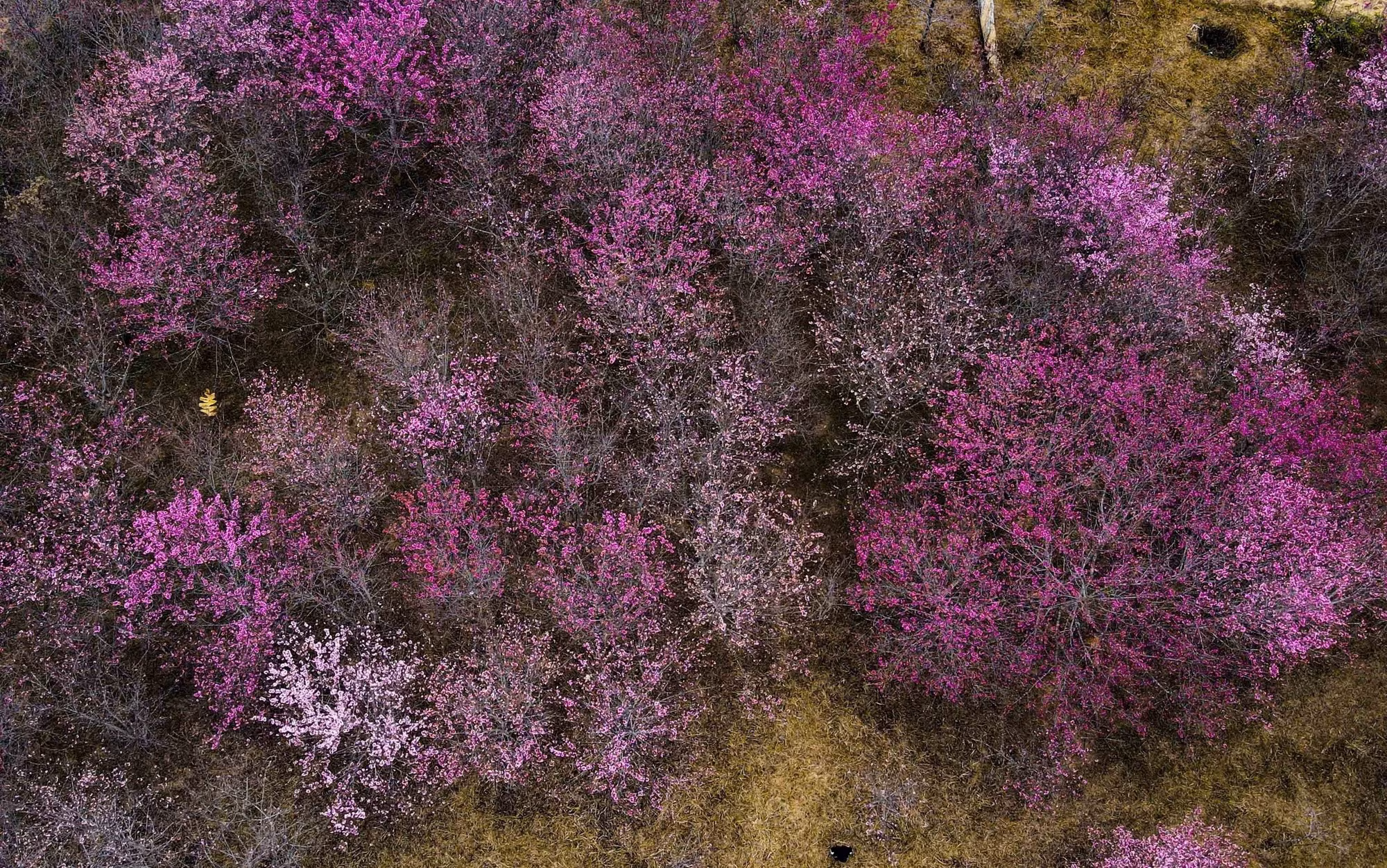 Những cây anh đào khoe sắc ở xã Pá Khoang, thành phố Điện Biên Phủ. Ảnh: Xuân Tư - TTXVN