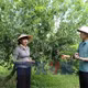 Vùng Mận hậu Sơn La xây dựng thương hiệu nông sản, tạo sinh kế bền vững