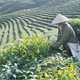 Xây dựng thương hiệu nông sản từ những mô hình kinh tế tập thể