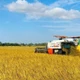 Tiền đề chuẩn hóa quy trình canh tác bền vững ngành sản xuất lúa gạo