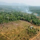 Hơn 75.000 ha đất lâm nghiệp 'chưa có rừng' ở Lâm Đồng
