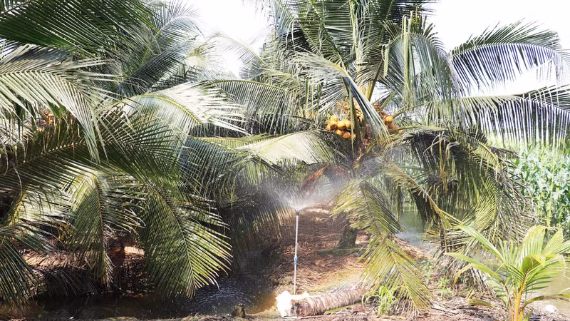 Chuyển đổi trồng dừa hữu cơ phục vụ xuất khẩu
