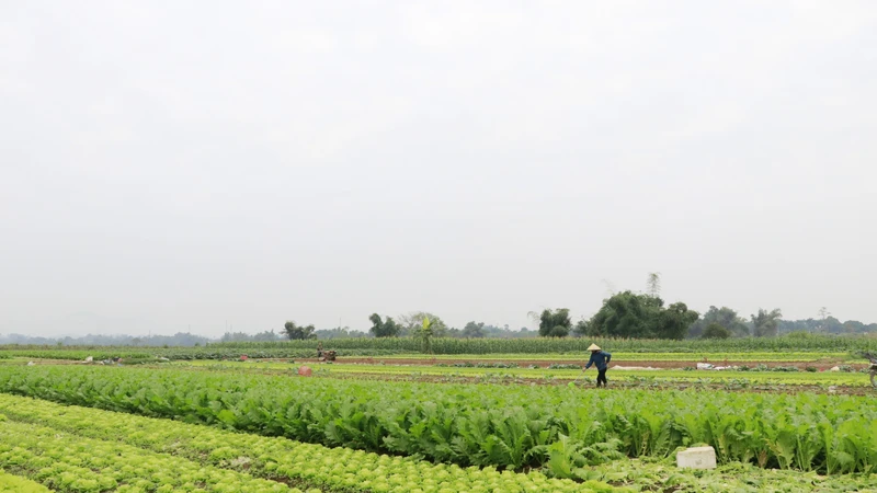 Lào Cai hỗ trợ khôi phục sản xuất nông nghiệp giúp người dân đón Tết an lành