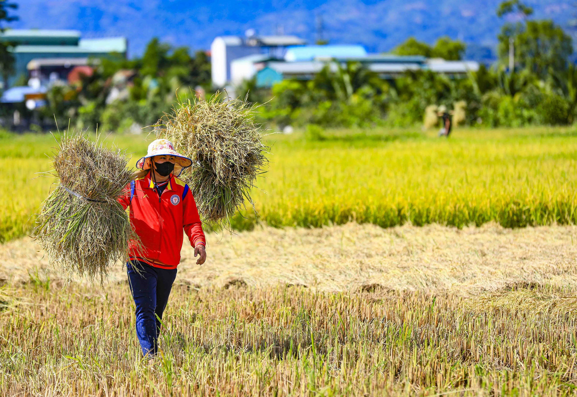 Những gánh lúa nặng trĩu được người dân thu hoạch trên cánh đồng Mường Thanh. muong-thanh13-200525.jpg
