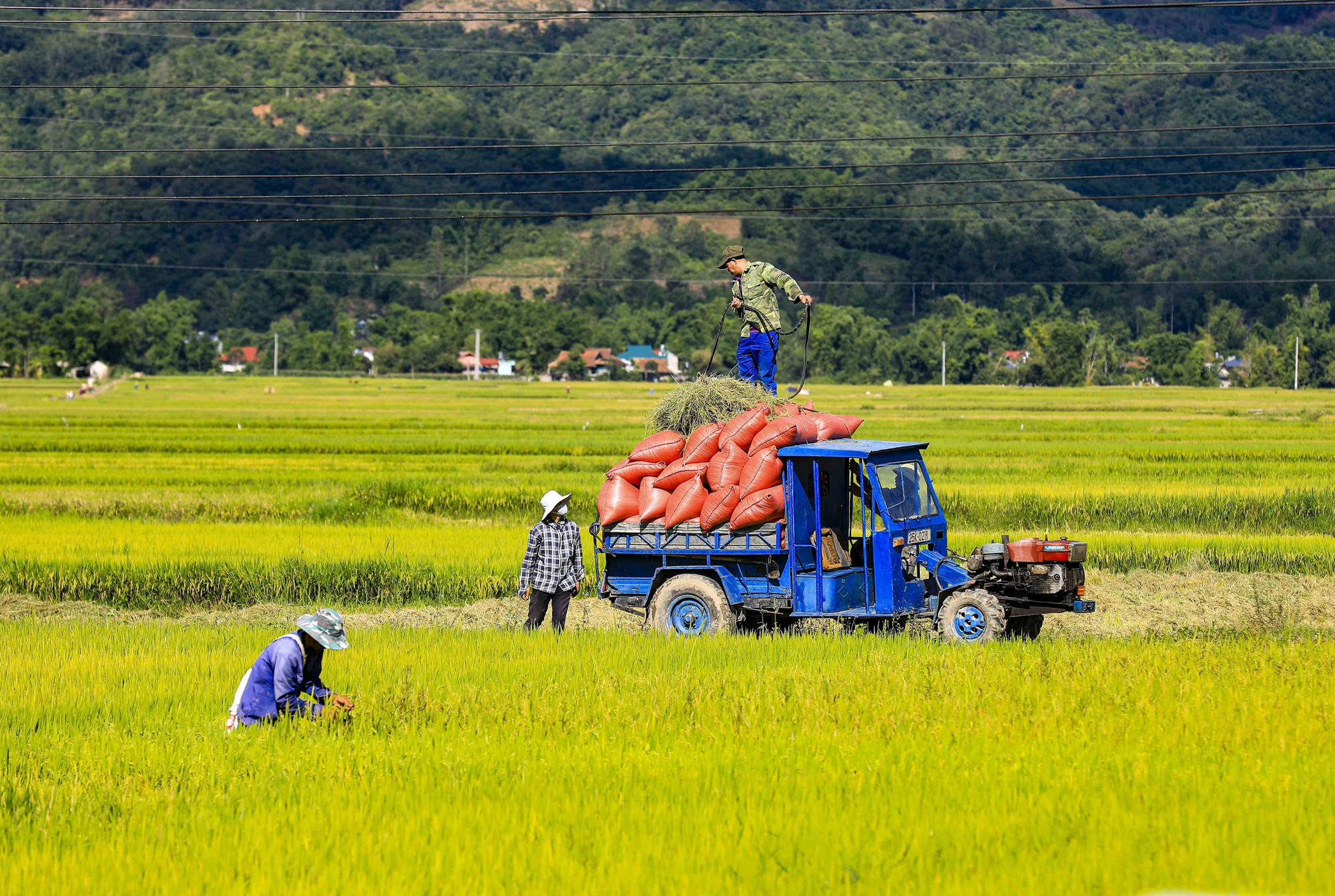 Những chiếc xe chở thóc trên cánh đồng Mường Thanh. muong-thanh10-200525.jpg