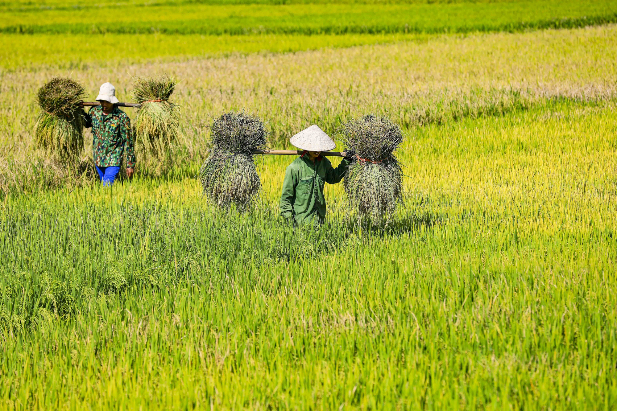 Thành quả của vụ mùa lao động được đền đáp bằng những gánh lúa nặng trĩu. muong-thanh15-200525.jpg