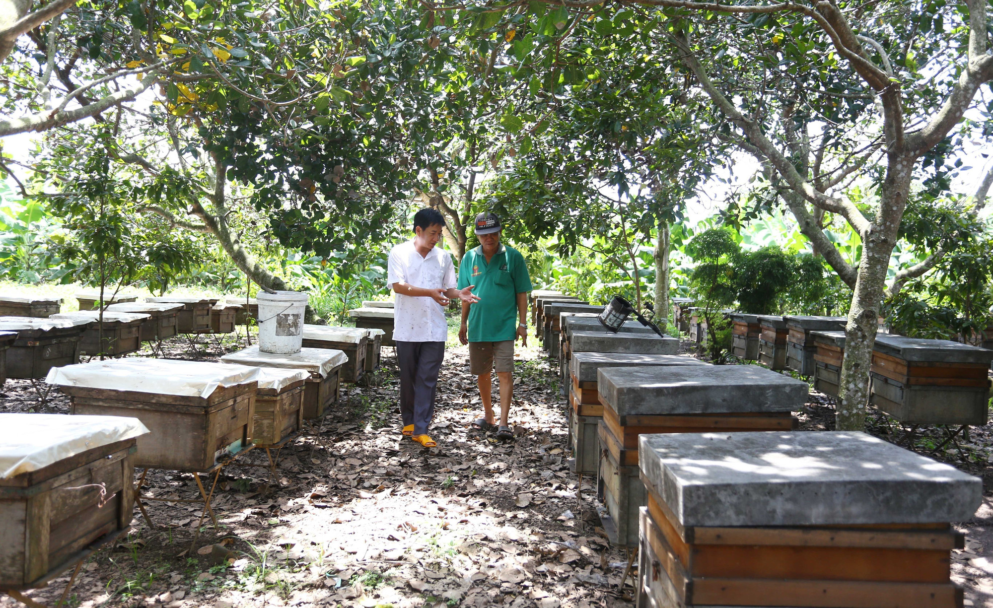 Ông Lê Lộc Quân liên kết ổn định với hơn 120 hộ nông dân trong cả nước, hỗ trợ kỹ thuật, chi phí và bao tiêu đầu ra cho toàn bộ sản phẩm mật ong. mat-ong-131025.jpg
