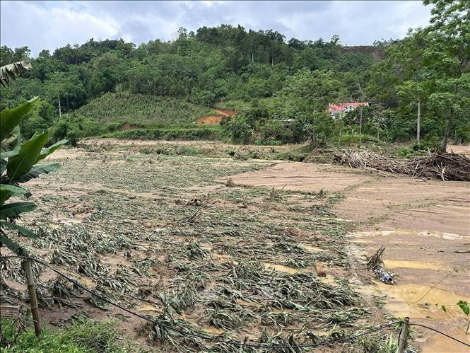 Ruộng ngô tại xã Địa Linh, huyện Ba Bể bị lũ cuốn làm gẫy đổ thân. Ảnh: Vũ Hoàng Giang/TTXVN bac-kan6-180525.jpg