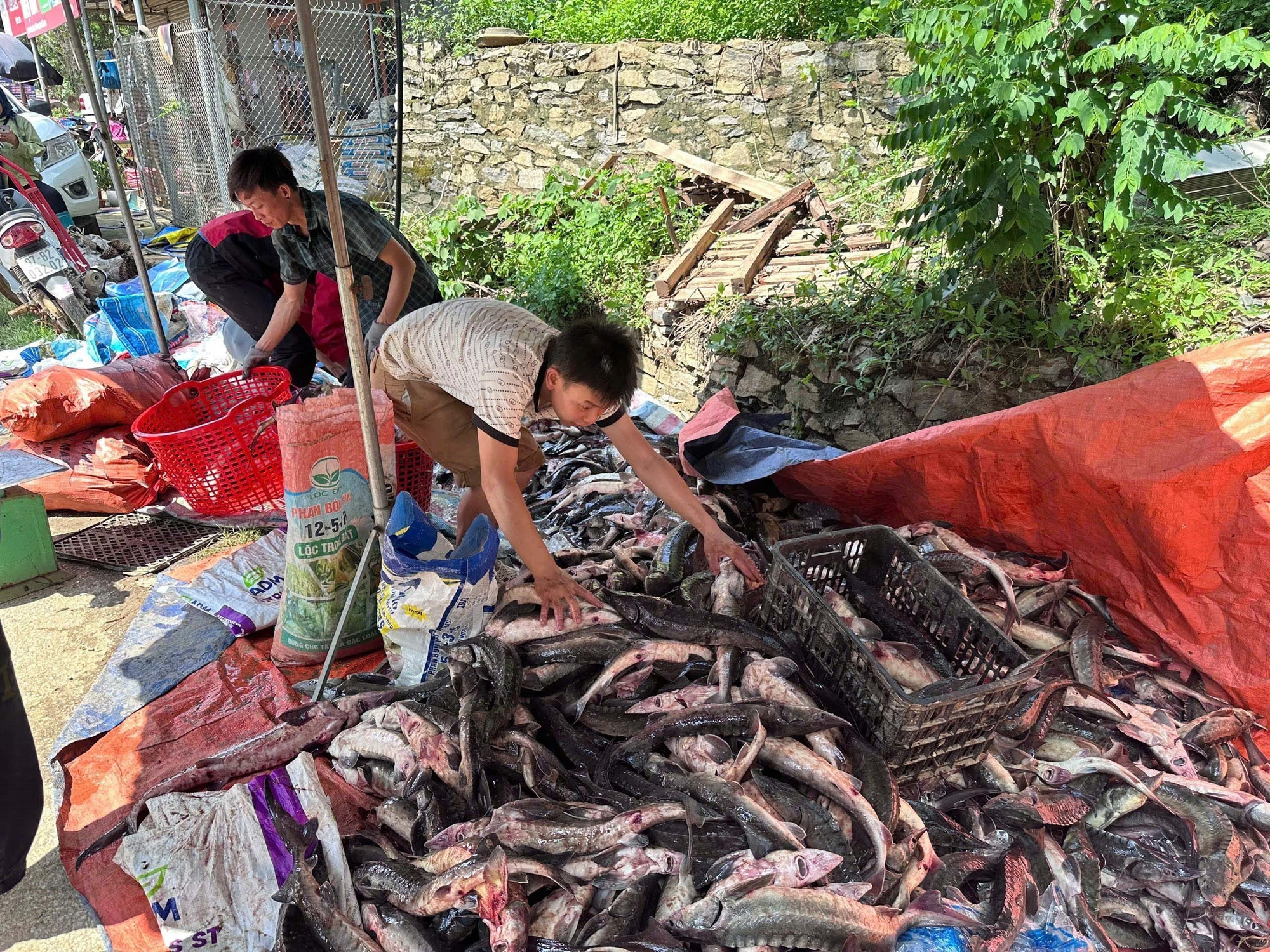 Tại xã Chu Hương và ở Phiêng Phàng xã Yến Dương bị vỡ ao cá gây thiệt hại 03 tấn cá, người dân thu gom cá còn sót lại đem bán giá rẻ. Ảnh: Vũ Hoàng Giang/TTXVN bac-kan3-180525.jpg