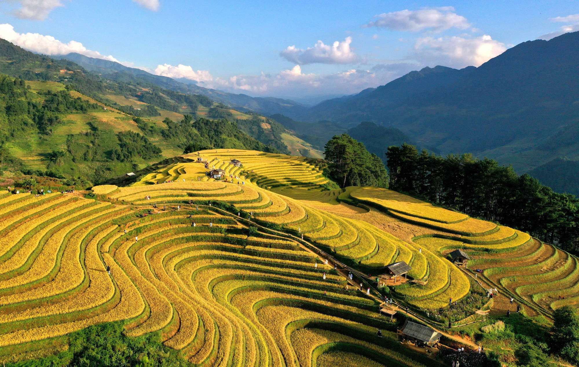 Từng thửa ruộng bậc thang nối nhau như sóng vàng mềm mại trải dài đến tận chân trời. ruong-bac-thang5-011125.jpg