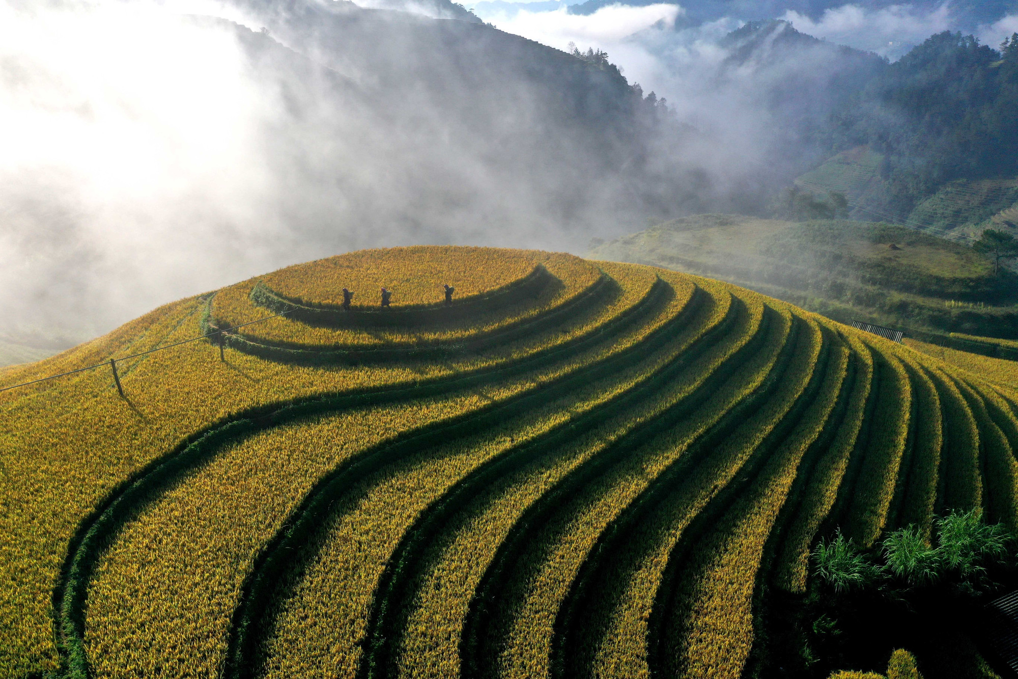 Năm 2019, danh thắng ruộng bậc thang Mù Cang Chải được xếp hạng là Di tích quốc gia đặc biệt có diện tích hơn 800ha. ruong-bac-thang8-011125.jpg