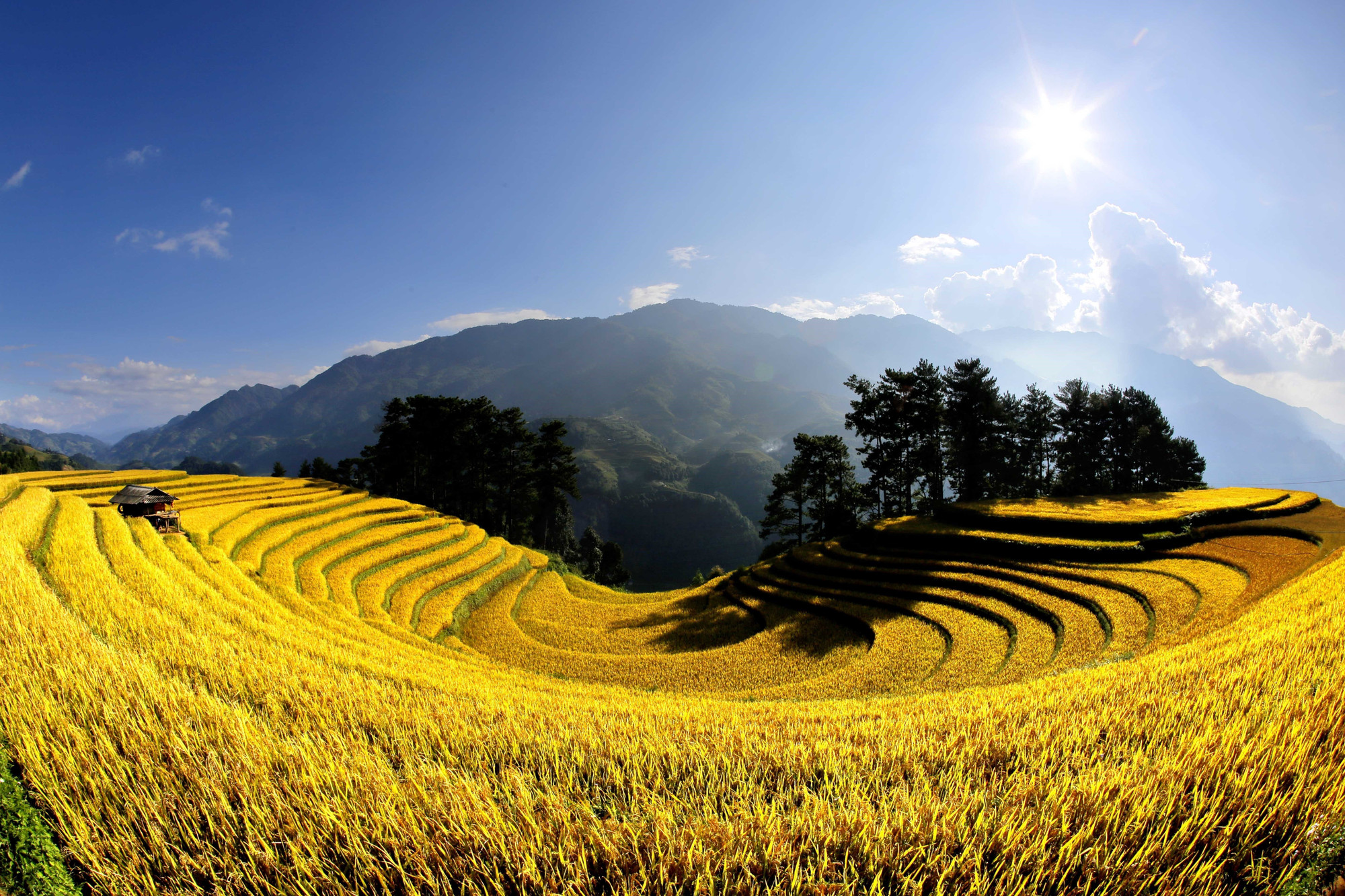 Đồi Móng ngựa ở xã Mù Cang Chải trải dài trên triền đồi, mềm mại và uyển chuyển như những dải lụa vàng. ruong-bac-thang6-011125.jpg