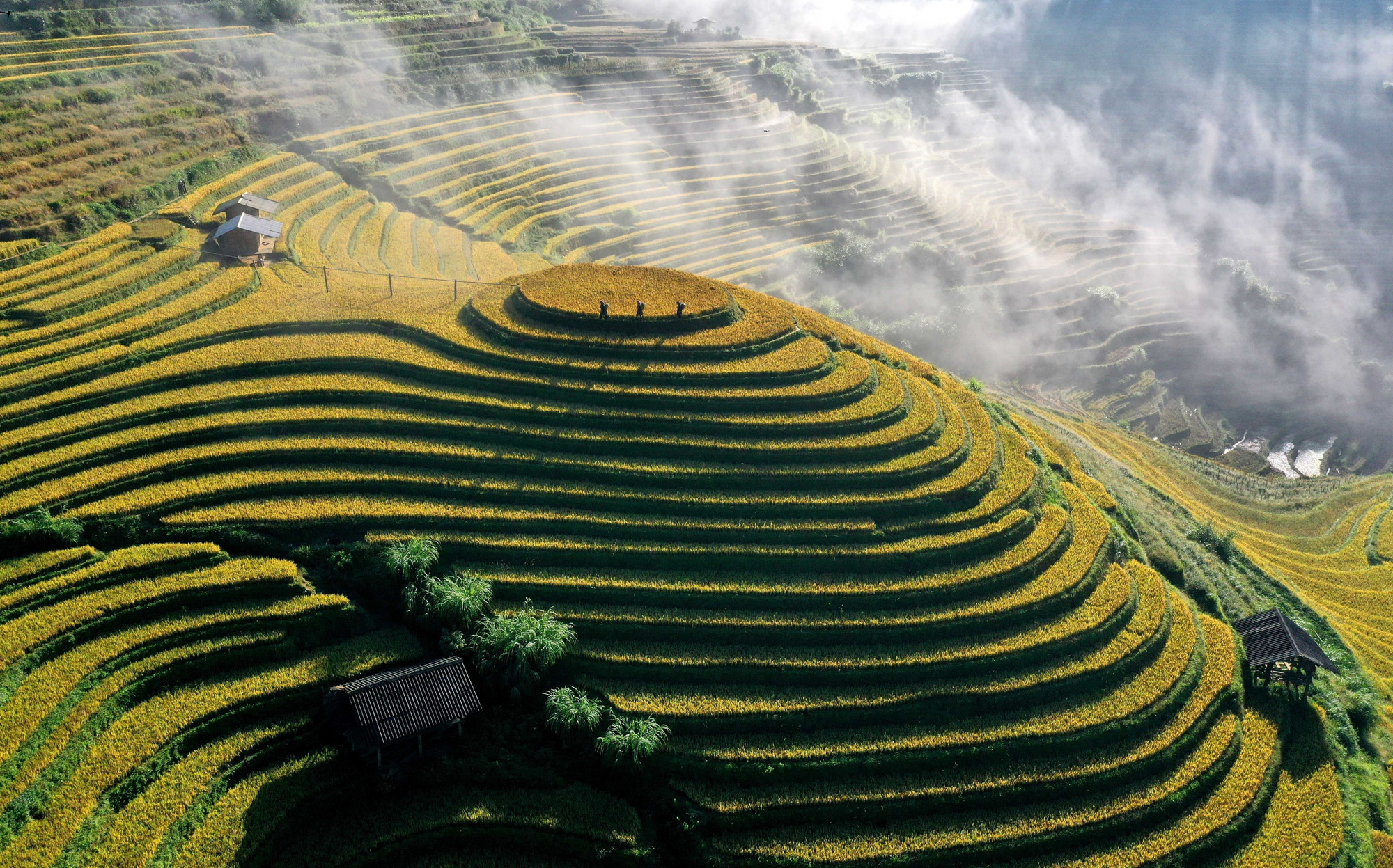 Thu về, cả đất trời Púng Luông rực màu vàng no ấm trên những thửa ruộng bậc thang xen giữa đại ngàn xanh thẳm. ruong-bac-thang2-011125.jpg