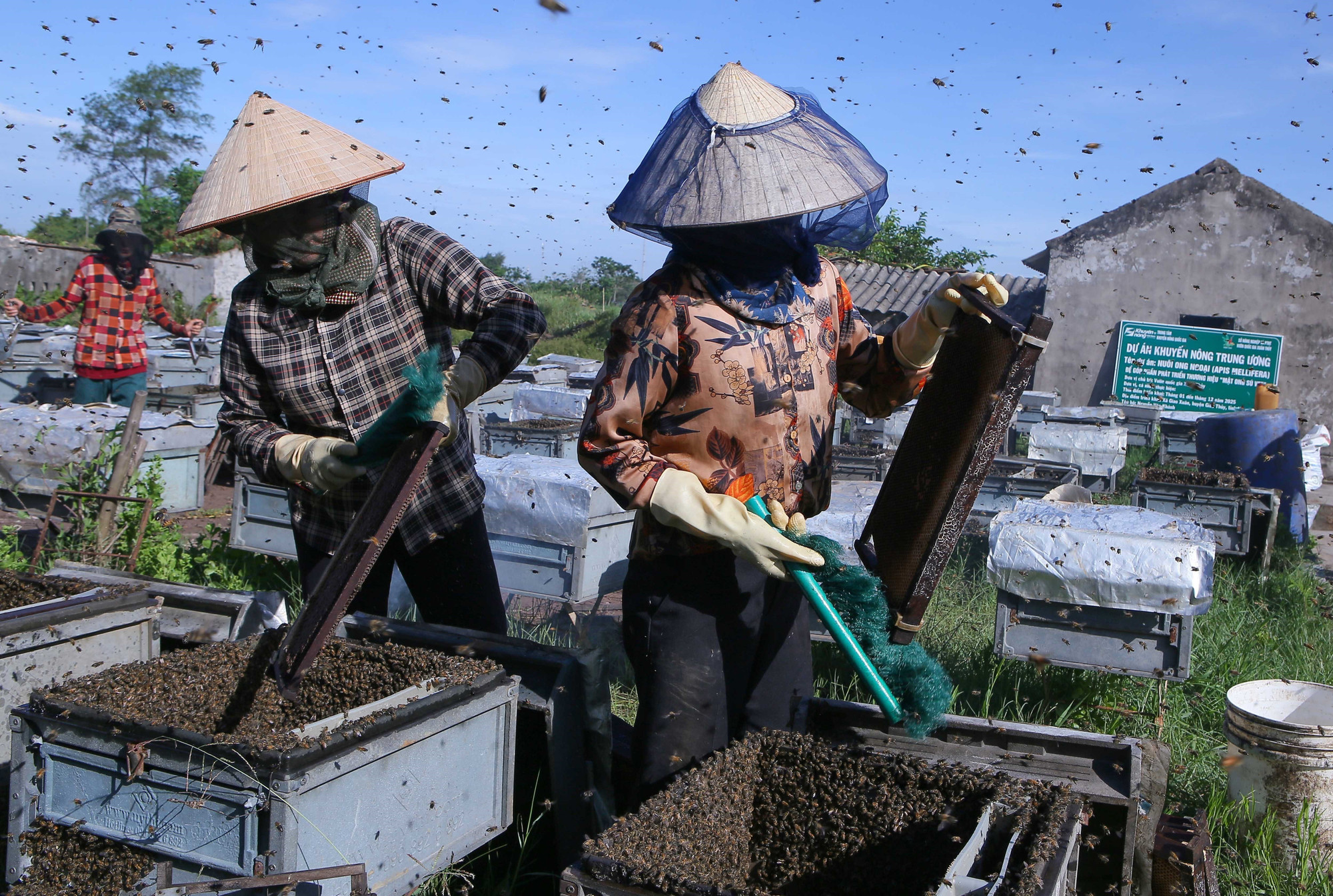 Người dân dọn đàn ong từ cầu ong để chuẩn bị lấy mật. ninh-binh4-170725.jpg