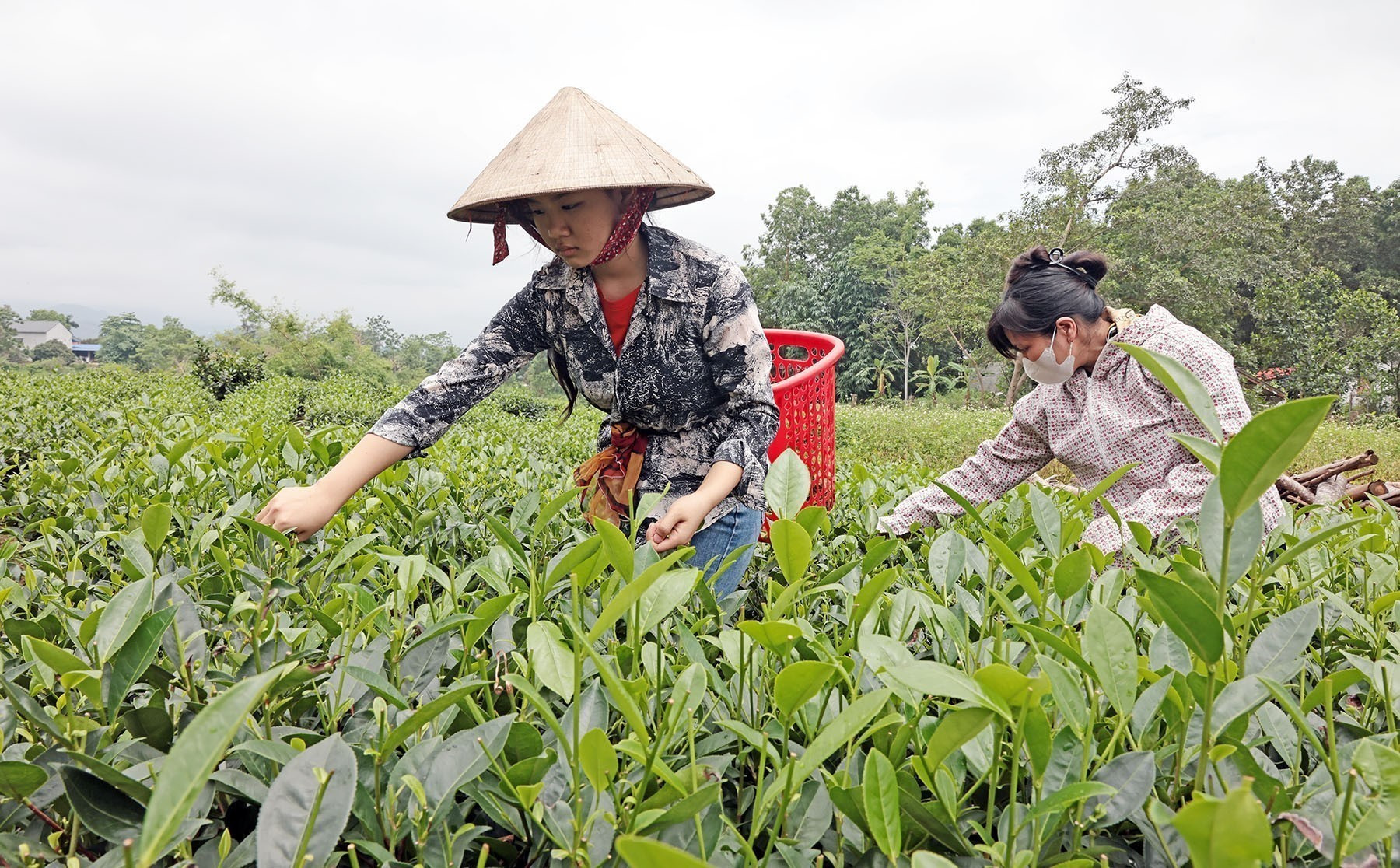 Nhờ vốn vay ưu đãi, gia đình chị Ngô Thị Hoan ở xã Minh Đức, thành phố Phổ Yên, có điều kiện mua sắm máy móc, chăm sóc đồi chè mang hiệu quả kinh tế tốt. pho-yen2-090625.jpg