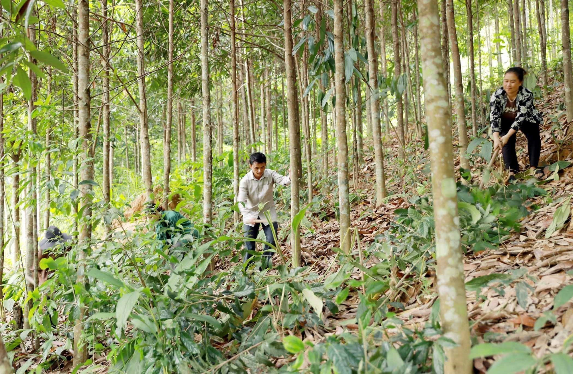 Gia đình anh Lò Văn Hiêm, bản Pá Bon, được hỗ trợ trồng quế từ năm 2019. lai-chau5-231025.jpg
