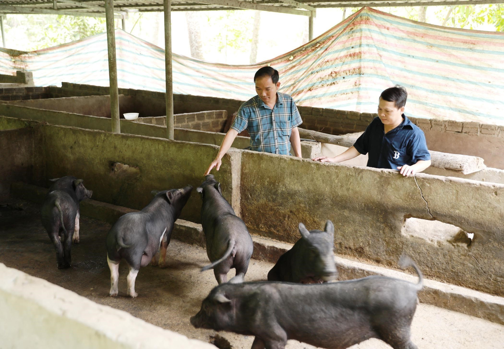 Trang trại nuôi lợn thịt của nhóm hộ người dân tộc Mảng được hỗ trợ con giống phát triển tốt tại bản Nậm Pì 1, xã Lê Lợi, tỉnh Lai Châu. lai-chau-231025.jpg
