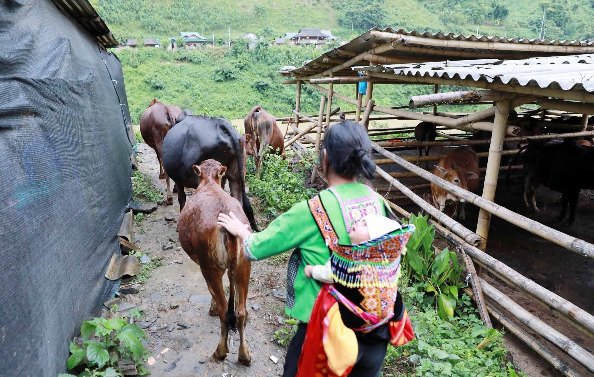 Người dân bản Pá Bon, xã Lê Lợi, chăm sóc đàn bò sinh sản bước đầu đã sinh sản nhân tăng đàn và phát triển tốt. lai-chau3-231025.jpg