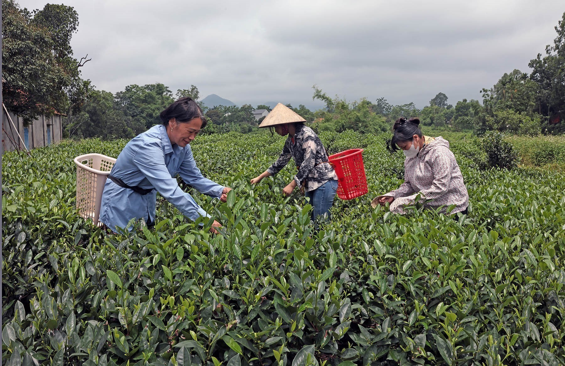 Nhờ vốn vay ưu đãi, gia đình chị Ngô Thị Hoan ở xã Minh Đức, thành phố Phổ Yên, có điều kiện mua sắm máy móc, chăm sóc đồi chè mang hiệu quả kinh tế tốt. pho-yen-090625.jpg