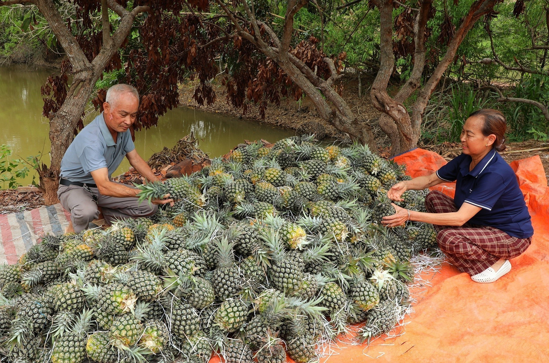 Thu hoạch dứa tại một hộ gia đình ở xã Bảo Sơn, huyện Lục Nam. Ảnh: Danh Lam/TTXVN dua4-300525.jpg