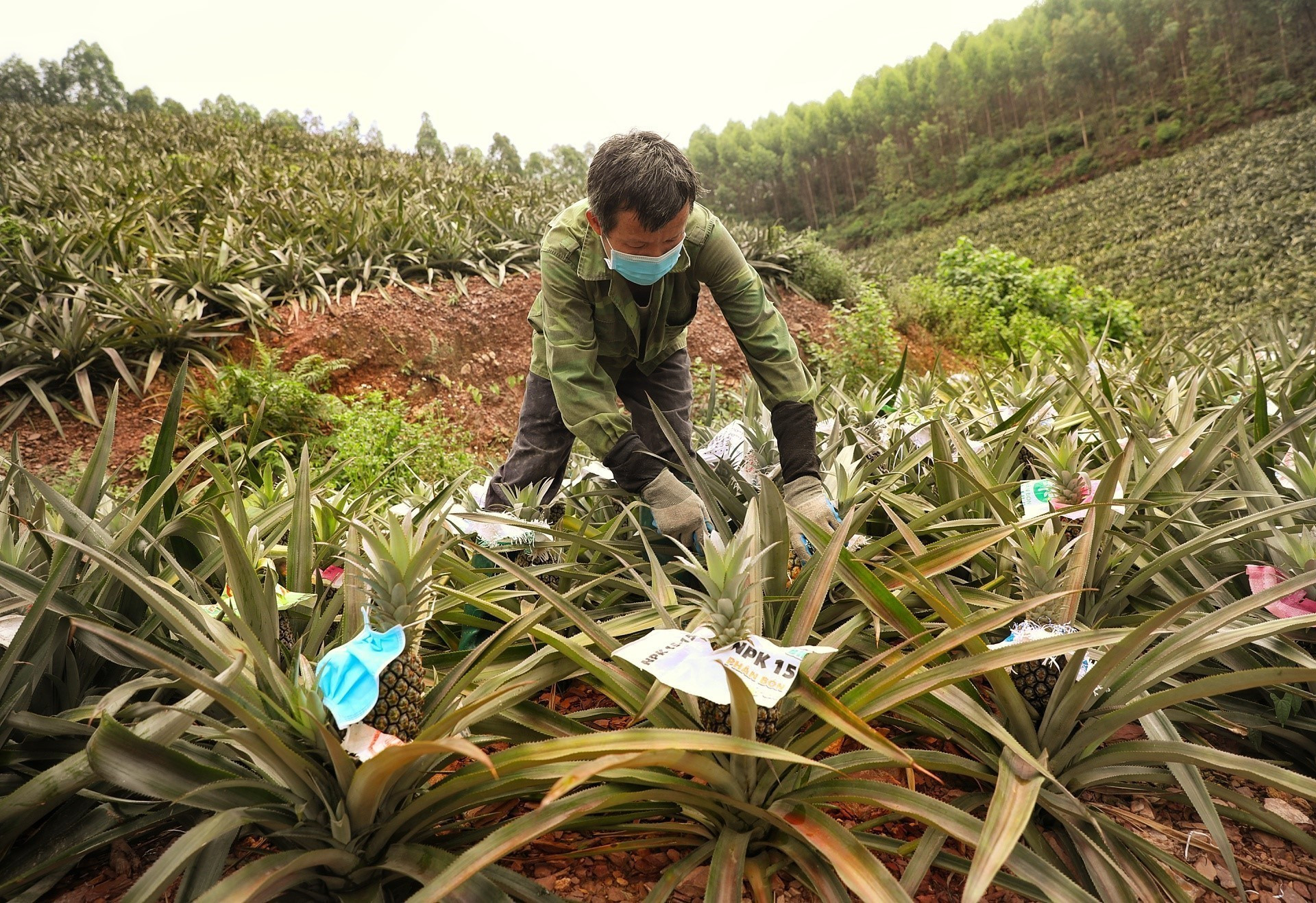 Thu hoạch dứa tại một hộ gia đình ở xã Bảo Sơn, huyện Lục Nam. Ảnh: Danh Lam/TTXVN dua3-300525.jpg