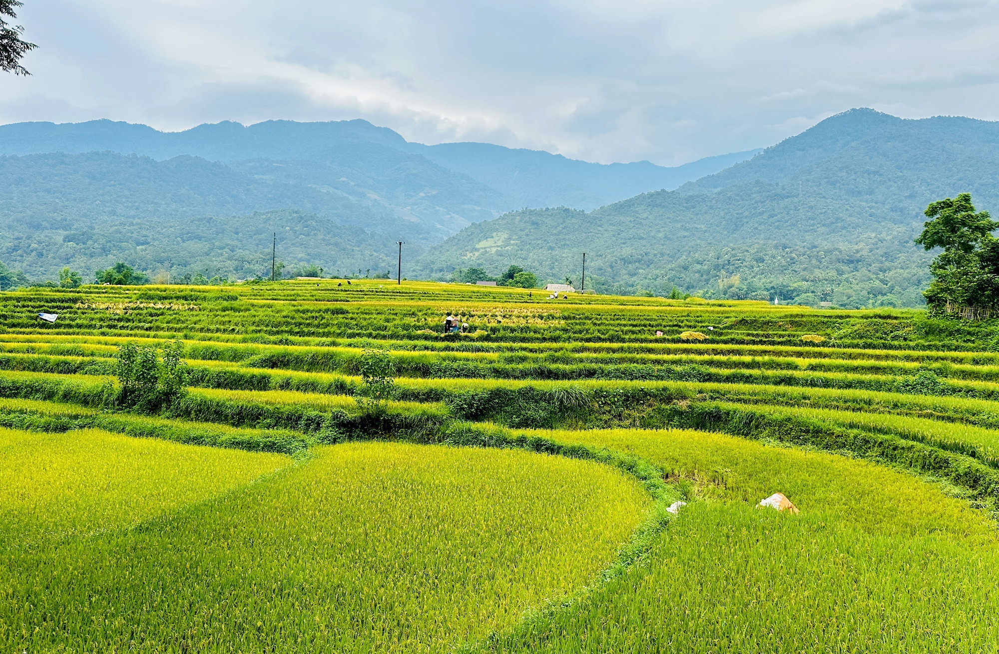 Cánh đồng lúa chín trải dài dưới những dãy núi trùng điệp tạo lên khung cảnh tuyệt đẹp. ha-giang-140625.jpg