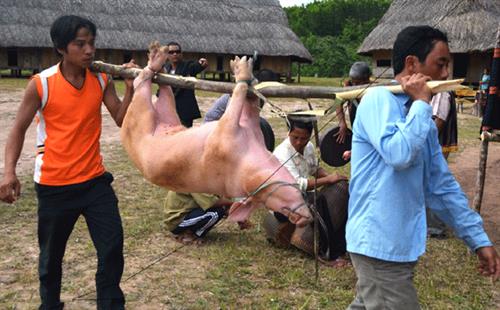 Nếu nam thanh niên nào vi phạm tập tục trên thì phải cho người khiêng con lợn trắng đến tạ lỗi từng nhà Nếu nam thanh niên nào vi phạm tập tục trên thì phải cho người khiêng con lợn trắng đến tạ lỗi từng nhà
