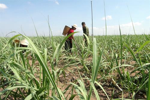 Cánh đồng mía mẫu lớn của người dân làng Bông (xã Chư A Thai, huyện Phú Thiện). Ảnh: Đ.P Cánh đồng mía mẫu lớn của người dân làng Bông (xã Chư A Thai, huyện Phú Thiện). Ảnh: Đ.P