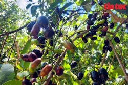 Mùa trâm chín mọng ở vùng Bảy Núi An Giang.